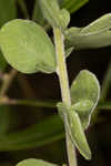 Toothed whitetop aster 